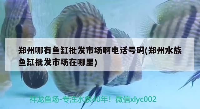 鄭州哪有魚缸批發市場啊電話號碼(鄭州水族魚缸批發市場在哪里)