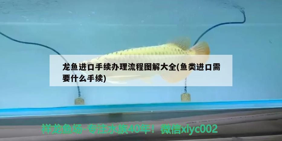 龍魚進口手續辦理流程圖解大全(魚類進口需要什么手續) 龍魚進口手續辦理流程圖解大全(魚類進口需要什么手續) 觀賞魚百科