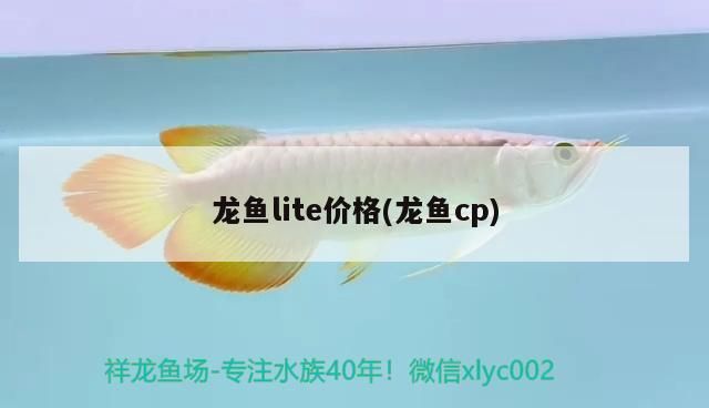 龍魚干蝦有營養嗎 龍魚lite價格(龍魚cp) 觀賞魚百科 龍魚lite價格(龍魚cp) 龍魚lite價格(龍魚cp) 觀賞魚百科