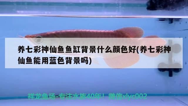 阿里水族館2022長城杯世界龍魚錦標賽簡訊 阿里水族館2022長城杯世界龍魚錦標賽簡訊 觀賞魚百科 第3張
