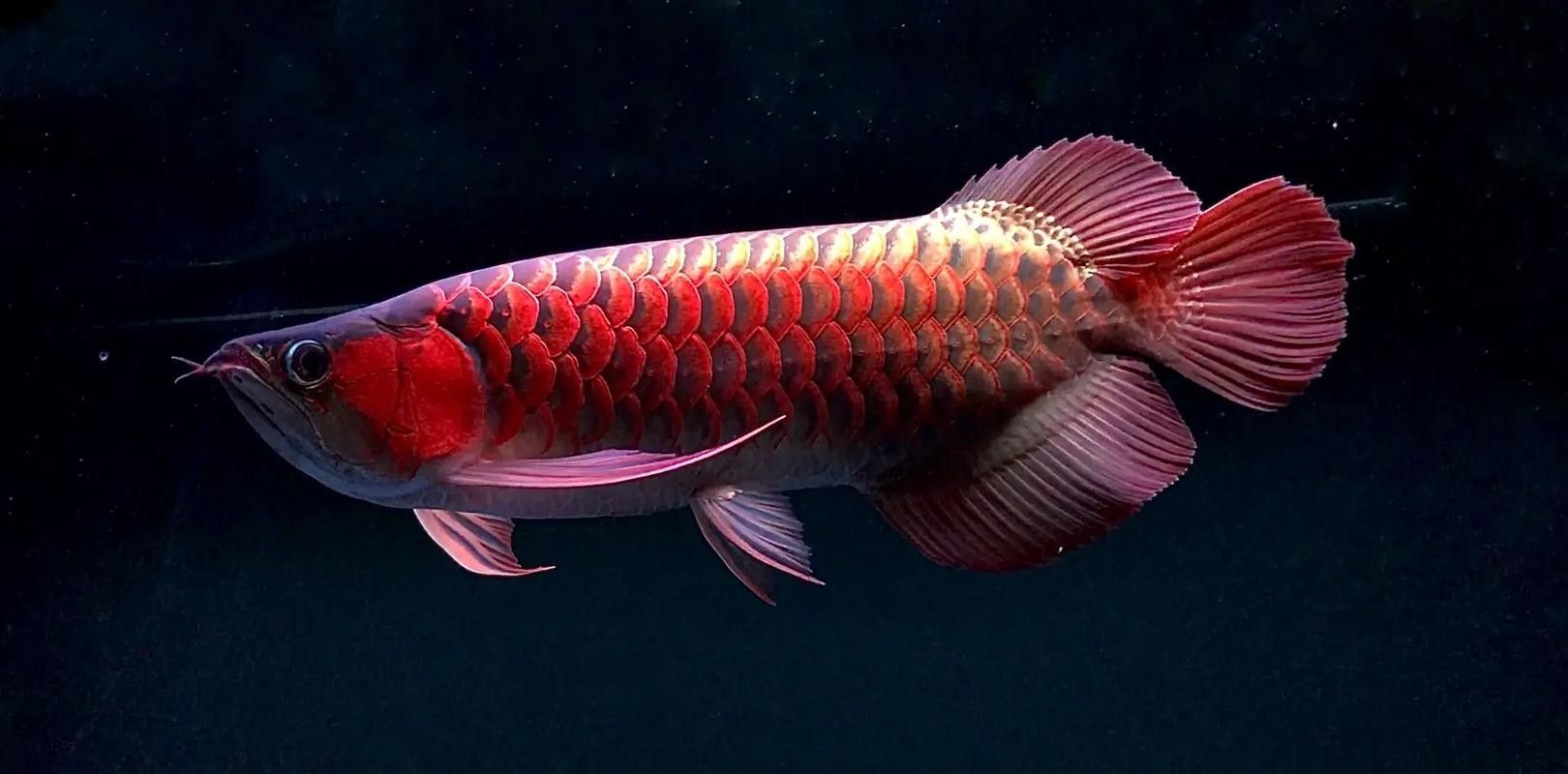 崗子龍魚屬于什么檔次