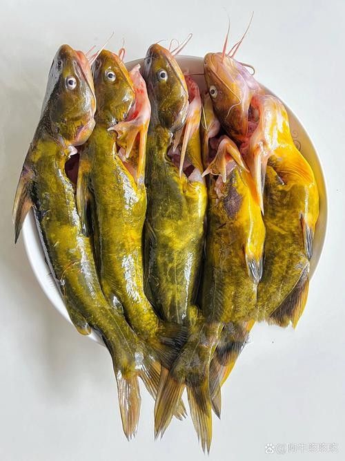 魚缸排名前十名品牌排名前十名魚缸品牌排名前十名品牌，魚缸品牌排名前十名品牌