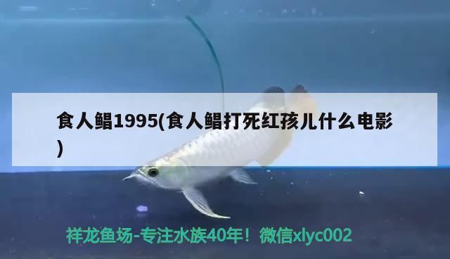 食人鯧1995(食人鯧打死紅孩兒什么電影) 食人鯧1995(食人鯧打死紅孩兒什么電影) 觀賞魚百科