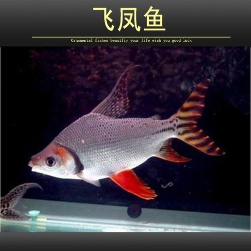 飛鳳品牌