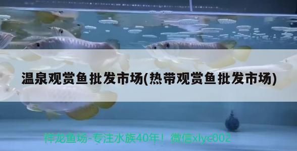 溫泉觀賞魚批發市場(熱帶觀賞魚批發市場)