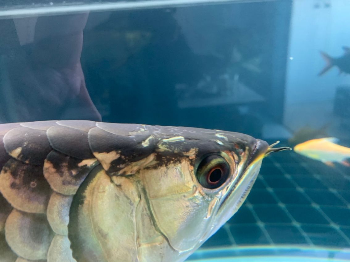 金龍水霉 龍魚論壇 第1張 金龍水霉 金龍水霉 龍魚論壇 第1張
