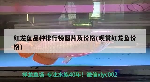 魚缸 紅龍魚品種排行榜圖片及價格(觀賞紅龍魚價格) 觀賞魚百科 紅龍魚品種排行榜圖片及價格(觀賞紅龍魚價格) 紅龍魚品種排行榜圖片及價格(觀賞紅龍魚價格) 觀賞魚百科