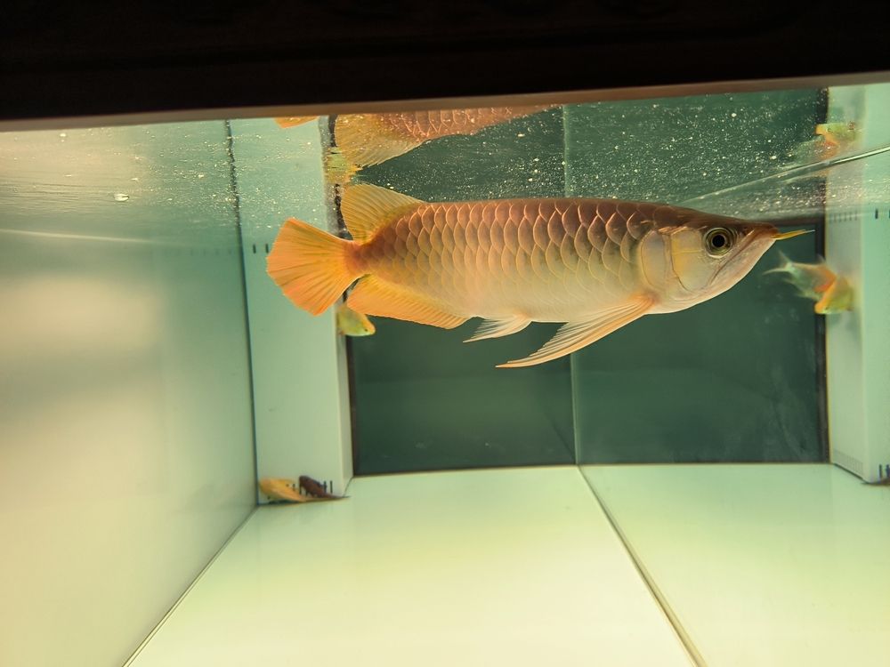 給我一些觀賞魚缸水渾濁的圖片，魚缸中的水渾濁并非單一問題，
