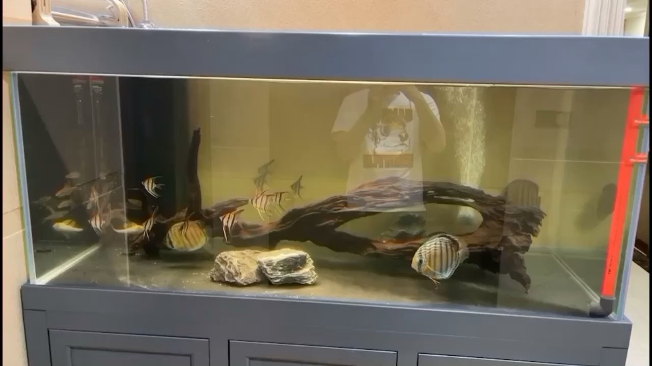 新進的龍缸南美分缸