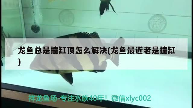 龍魚總是撞缸頂怎么解決(龍魚最近老是撞缸) 龍魚總是撞缸頂怎么解決(龍魚最近老是撞缸) 觀賞魚百科