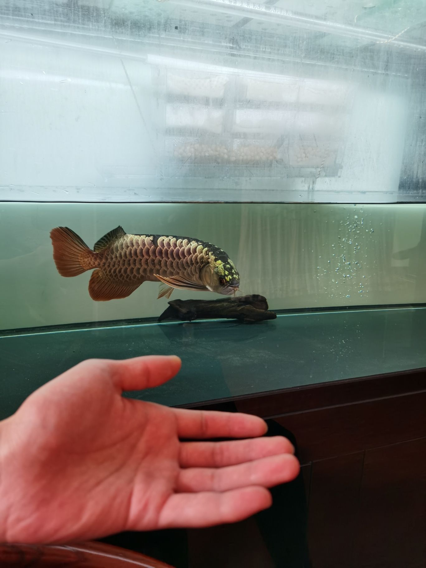 鋼炮一枚