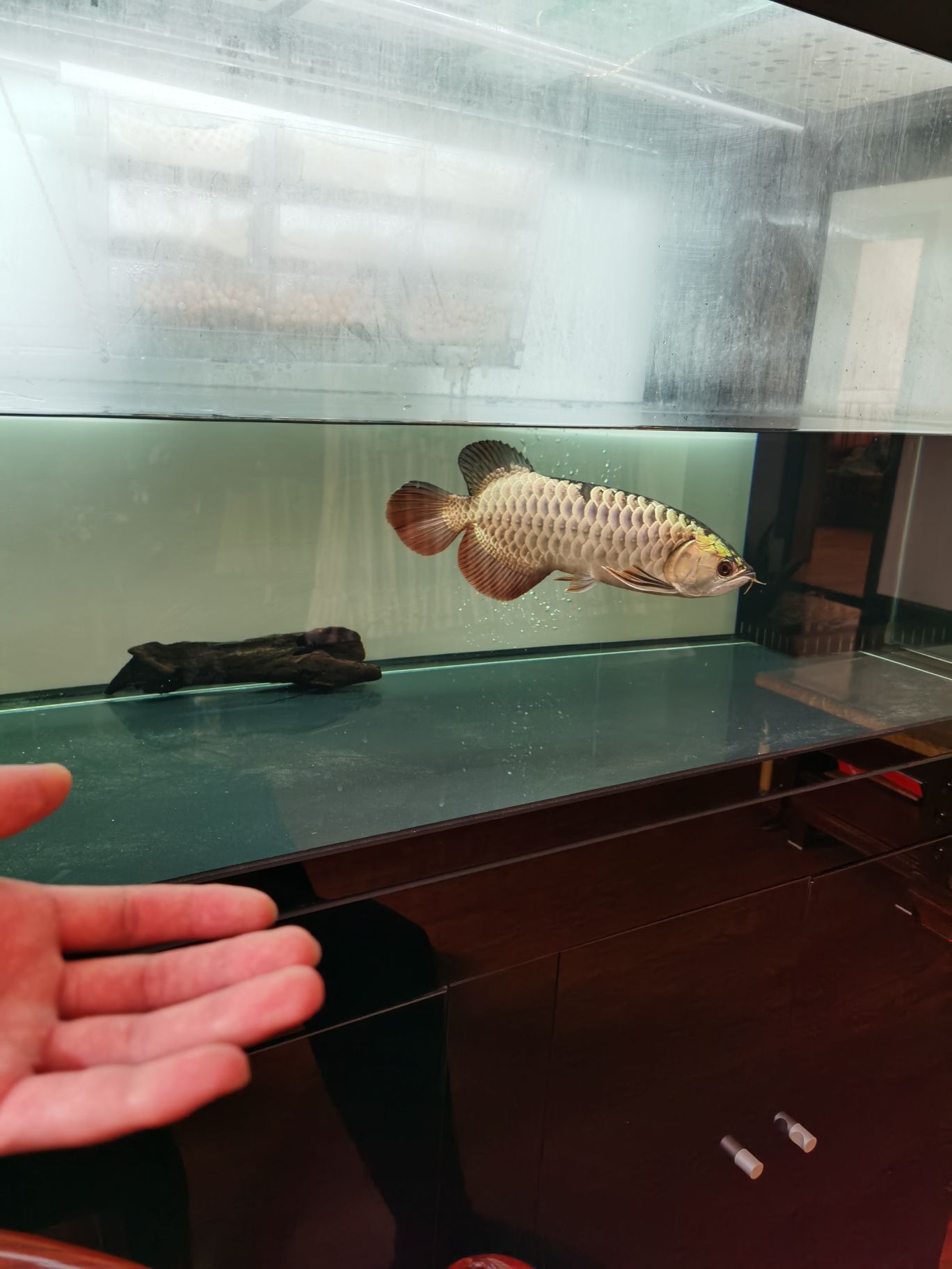 鋼炮一枚
