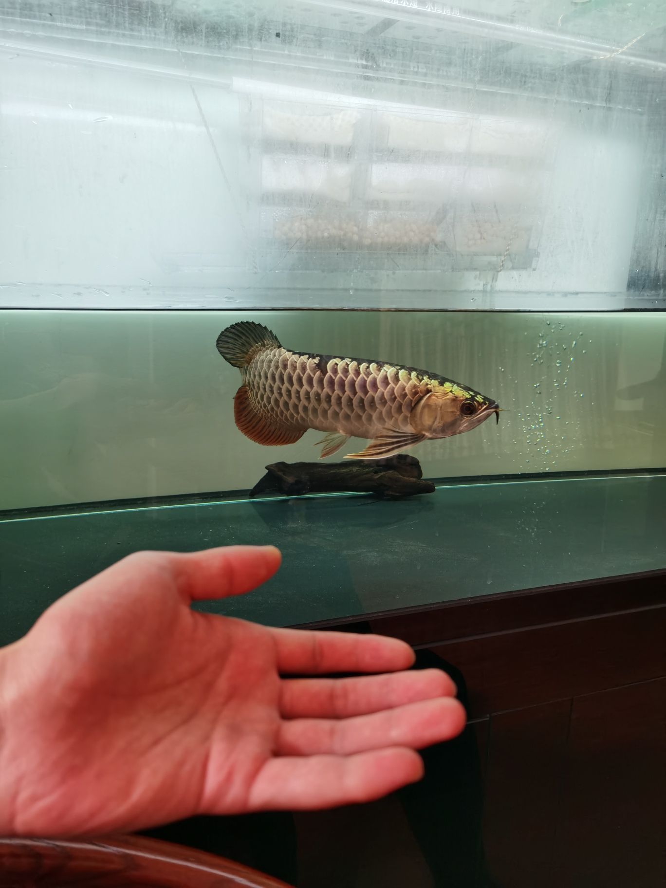 鋼炮一枚