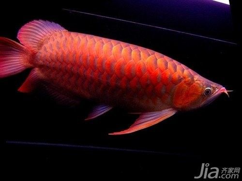 平鄉(xiāng)紅龍魚