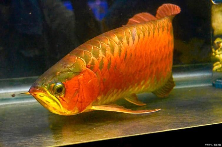 平鄉(xiāng)紅龍魚