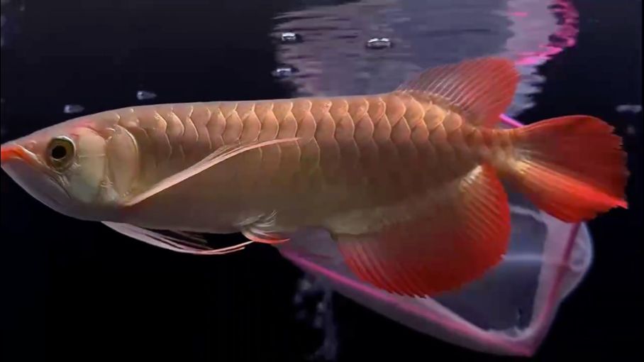 什么魚能和龍魚、虎魚混養(龍魚能和虎魚混養嗎) A 124,27分¥ 2388 龍魚論壇 A 124,27分¥ 2388 A 124,27分¥ 2388 龍魚論壇