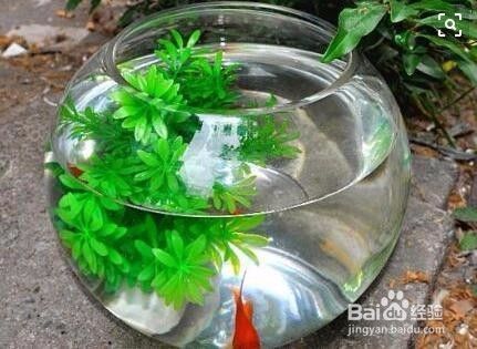 龍魚鱗片爛了能長好嗎（龍魚鱗片爛了能長好嗎視頻）