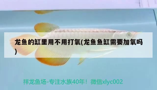 詳細(xì)閱讀:龍魚的缸里用不用打氧(龍魚魚缸需要加氧嗎) 龍魚的缸里用不用打氧(龍魚魚缸需要加氧嗎)