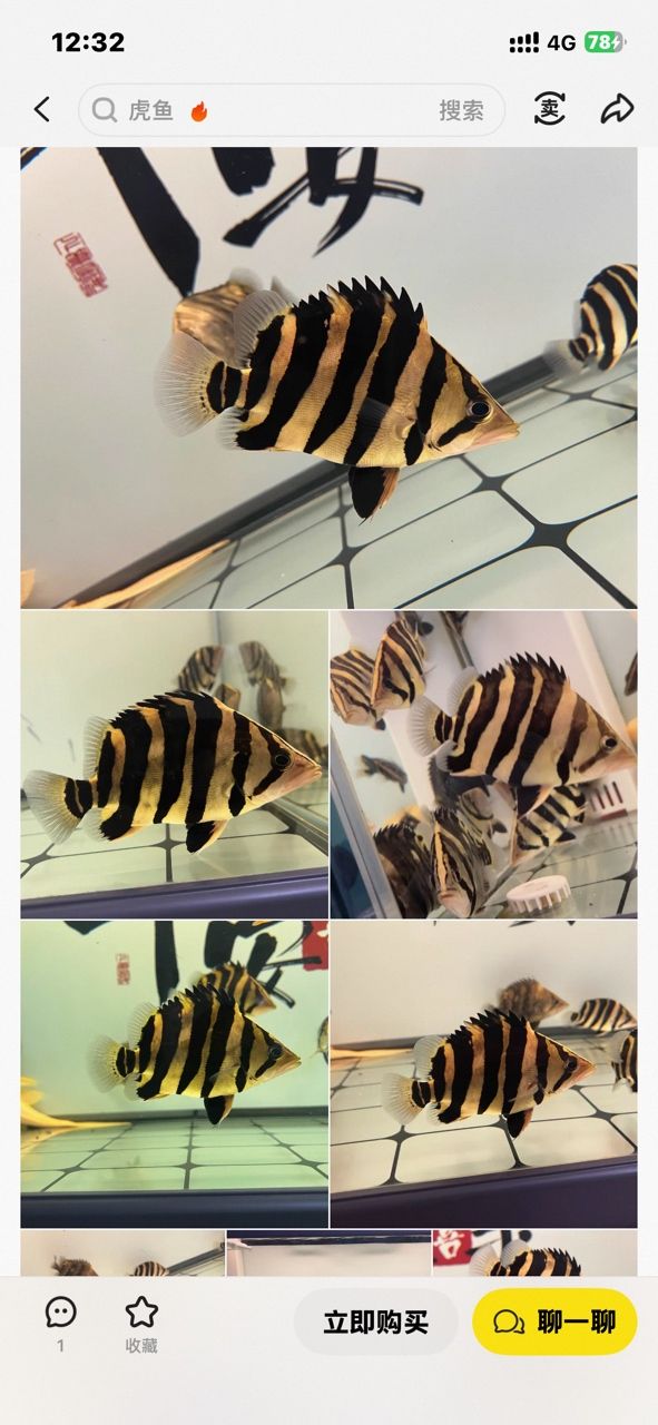 虎魚挑選 虎魚挑選 龍魚論壇 第2張