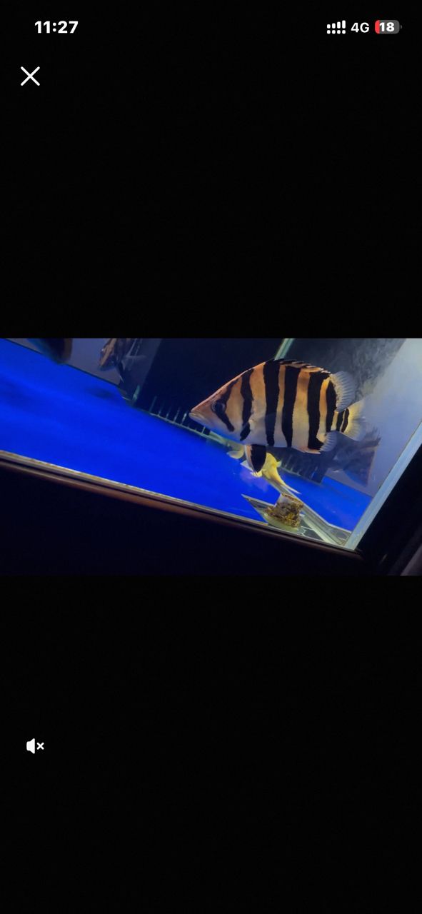 虎魚挑選 虎魚挑選 龍魚論壇 第3張