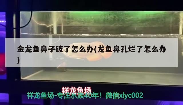 黃頭龜跟龍魚混養可以嗎(黃頭龜和龍魚能混養嗎)
