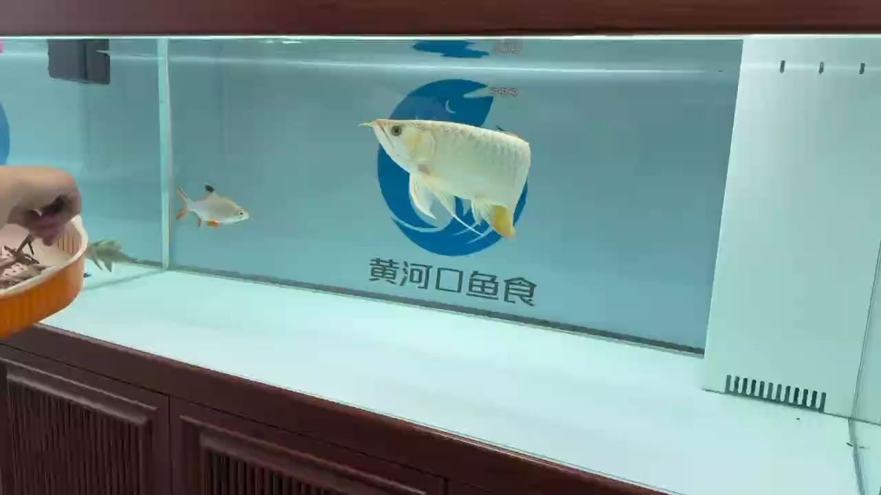 超級無敵大胸鰭，硬骨大扇尾，狀態杠杠滴！