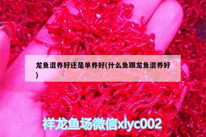 龍魚混養好還是單養好(什么魚跟龍魚混養好)