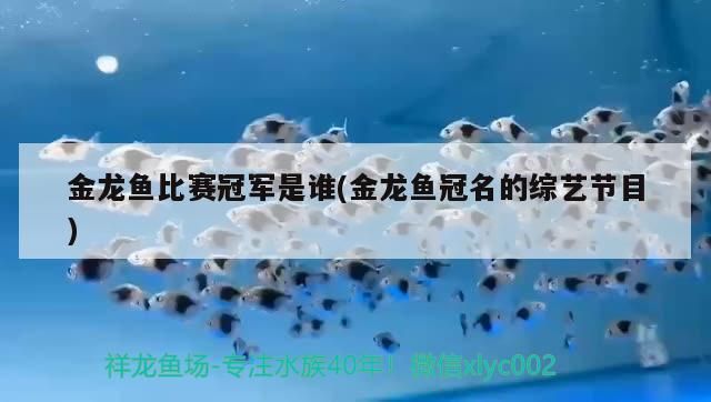 金龍魚比賽冠軍是誰(金龍魚冠名的綜藝節目)
