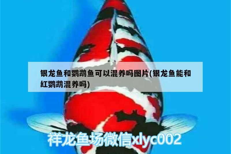 觀賞魚 銀龍魚和鸚鵡魚可以混養(yǎng)嗎圖片(銀龍魚能和紅鸚鵡混養(yǎng)嗎) 觀賞魚百科 銀龍魚和鸚鵡魚可以混養(yǎng)嗎圖片(銀龍魚能和紅鸚鵡混養(yǎng)嗎) 銀龍魚和鸚鵡魚可以混養(yǎng)嗎圖片(銀龍魚能和紅鸚鵡混養(yǎng)嗎) 觀賞魚百科