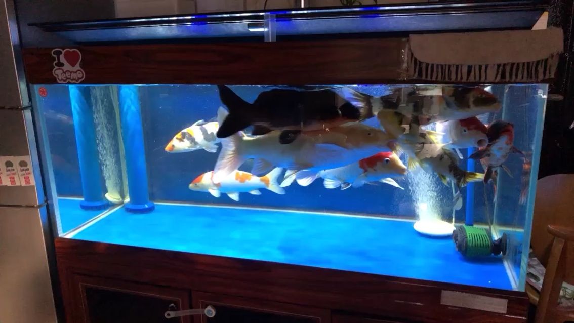 缸小魚大錦鯉圈 缸小魚大錦鯉圈 觀賞魚百科 第1張
