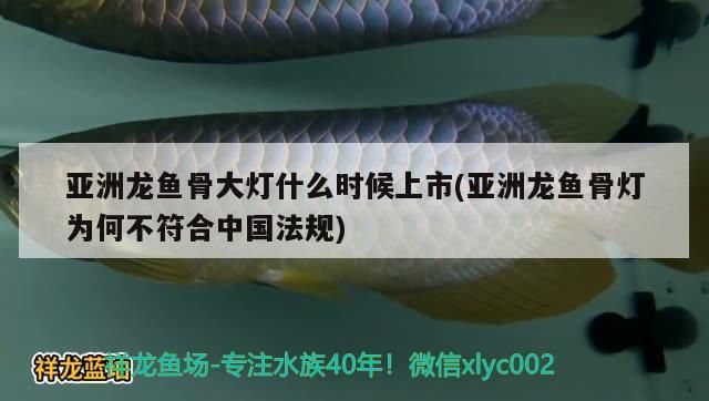 亞洲龍魚骨大燈什么時候上市(亞洲龍魚骨燈為何不符合中國法規)