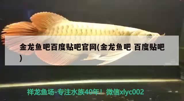 金龍魚吧百度貼吧官網(金龍魚吧百度貼吧)
