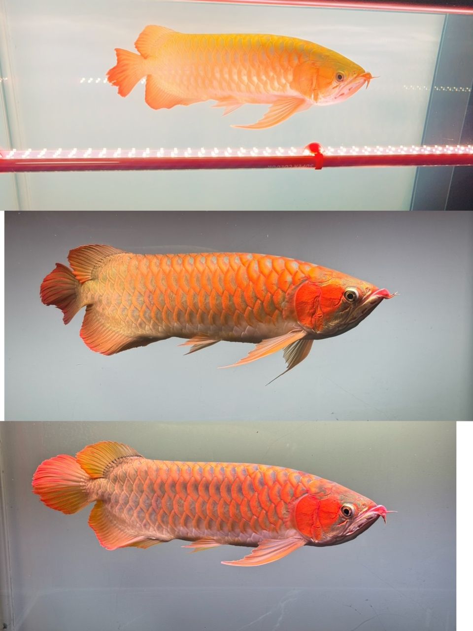 發色效果 發色效果 龍魚論壇