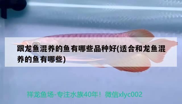 <strong><mark>淮安</mark></strong>魚缸批發市場在哪里有賣魚的店 <strong><mark>淮安</mark></strong>魚缸批發市場在哪里有賣魚的店