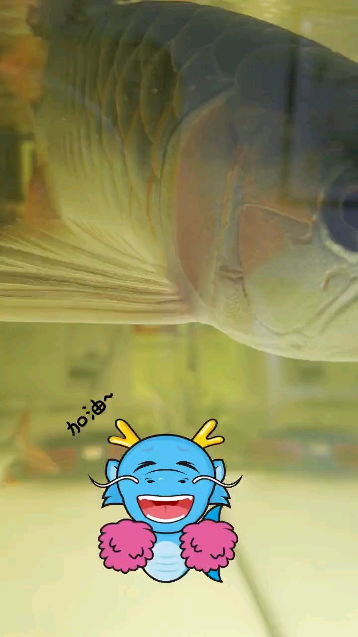 202龍馬精神 202龍馬精神 龍魚論壇