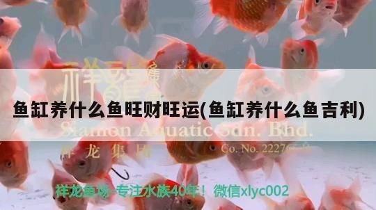 魚缸養什么魚旺財旺運(魚缸養什么魚吉利) 魚缸養什么魚旺財旺運(魚缸養什么魚吉利) 觀賞魚百科