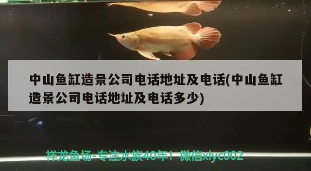 中山魚缸造景公司電話地址及電話(中山魚缸造景公司電話地址及電話多少) 中山魚缸造景公司電話地址及電話(中山魚缸造景公司電話地址及電話多少) 觀賞魚百科