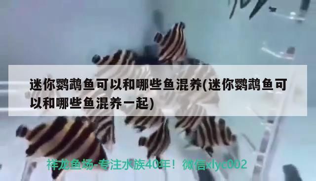迷你鸚鵡魚可以和哪些魚混養(迷你鸚鵡魚可以和哪些魚混養一起)