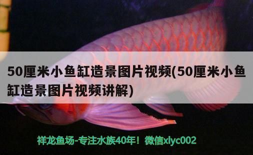 50厘米小魚缸造景圖片視頻(50厘米小魚缸造景圖片視頻講解) 50厘米小魚缸造景圖片視頻(50厘米小魚缸造景圖片視頻講解) 觀賞魚百科