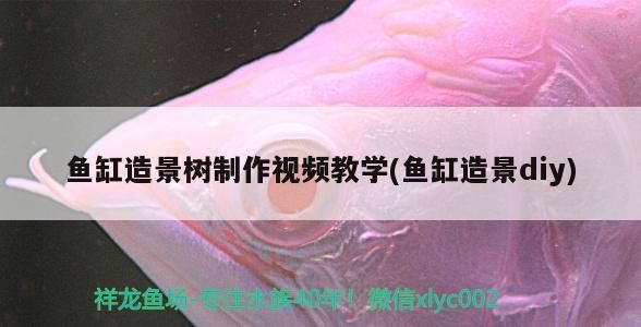 魚缸造景樹制作視頻教學(魚缸造景diy)