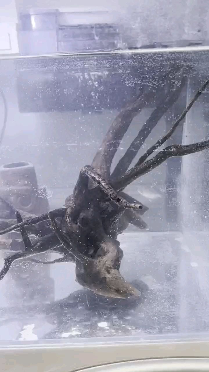 這是啥魚啊？家邊小溪邊抓的