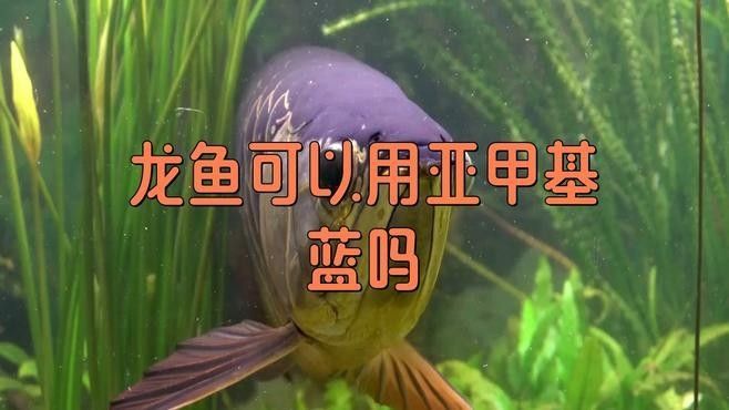 青川龍魚為何盡量少吃