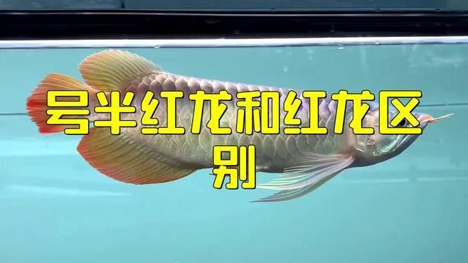 2斤重紅龍魚價格表 2斤重紅龍魚價格表 觀賞魚百科 第8張