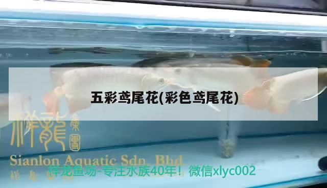 我的虎魚真菌感染了要怎么處理 五彩鳶尾花(彩色鳶尾花) 觀賞魚百科 五彩鳶尾花(彩色鳶尾花) 五彩鳶尾花(彩色鳶尾花) 觀賞魚百科