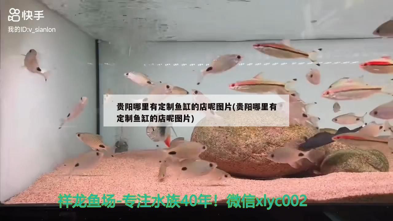 貴陽哪里有定制魚缸的店呢圖片(貴陽哪里有定制魚缸的店呢圖片) 貴陽哪里有定制魚缸的店呢圖片(貴陽哪里有定制魚缸的店呢圖片) 觀賞魚百科