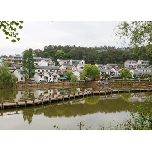 建德漁村 建德漁村 觀賞魚百科 第9張