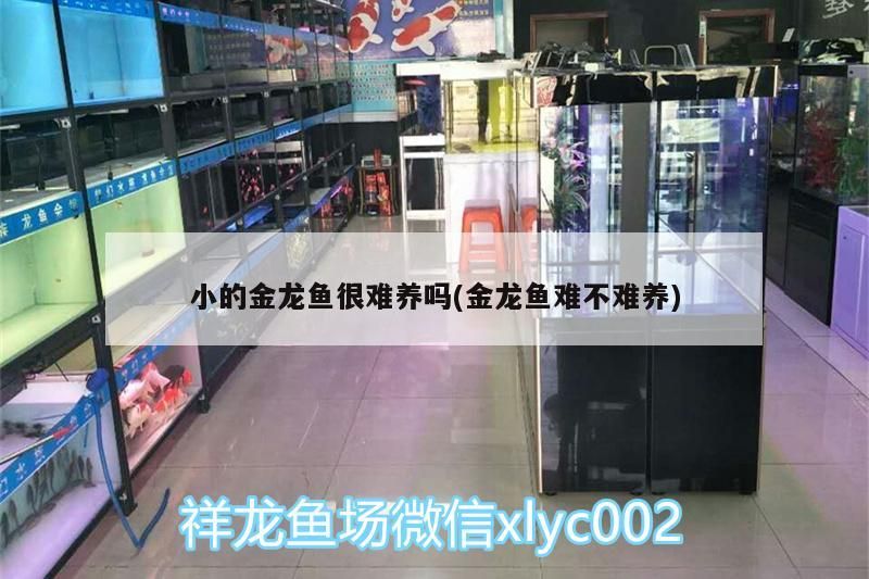 小的金龍魚很難養嗎(金龍魚難不難養)