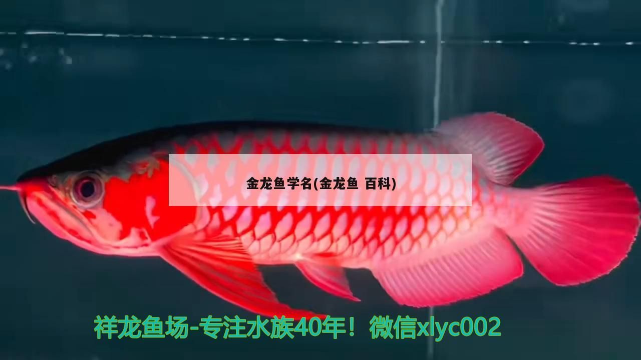 金龍魚學名(金龍魚百科)