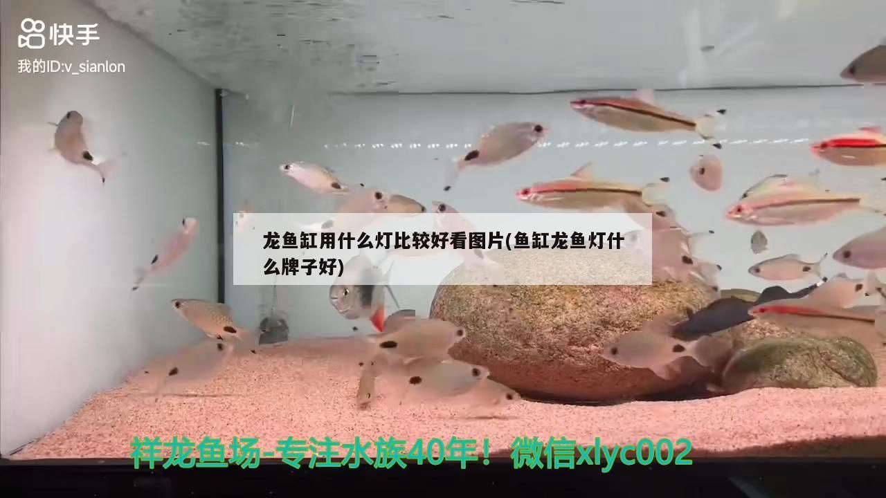 龍魚缸用什么燈比較好看圖片(魚缸龍魚燈什么牌子好) 龍魚缸用什么燈比較好看圖片(魚缸龍魚燈什么牌子好) 觀賞魚百科