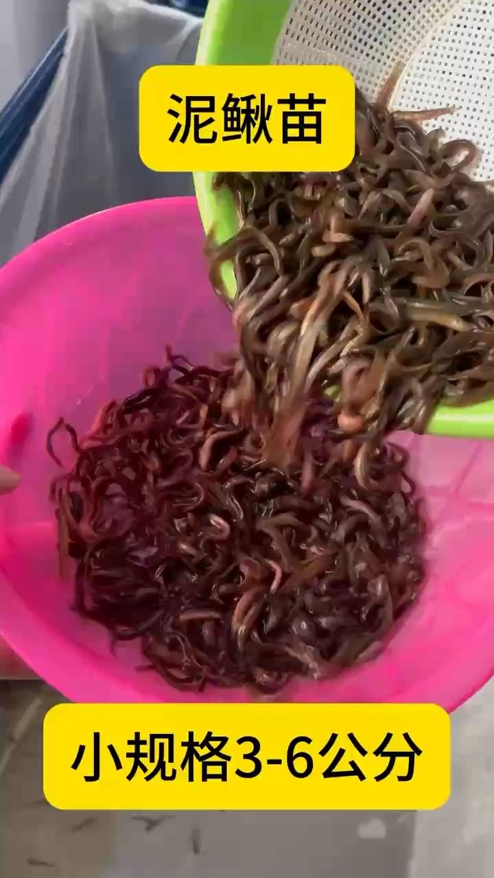 海釣飼料寵物魚投喂打窩等 海釣飼料寵物魚投喂打窩等 龍魚論壇